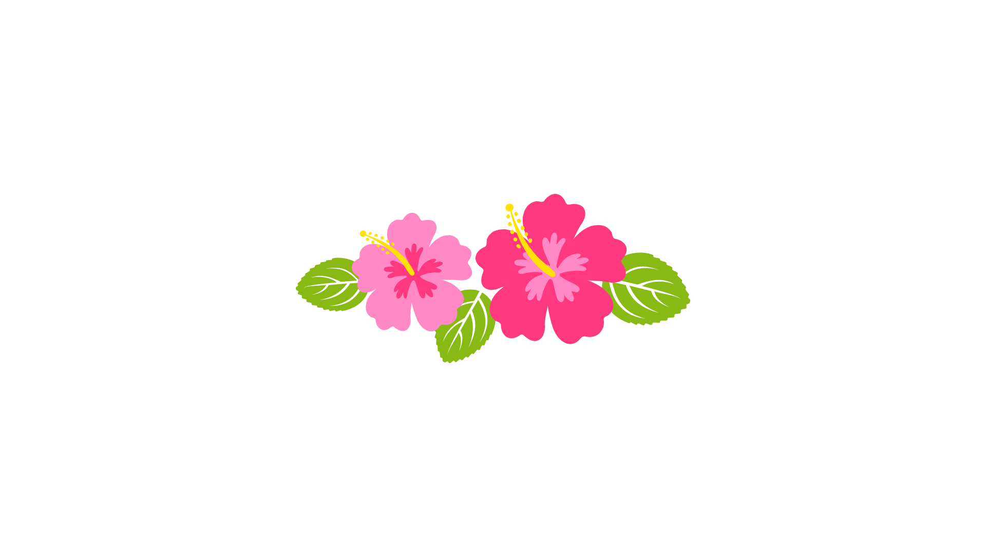 Two pink hibiscus flowers with green leaves on a white background.