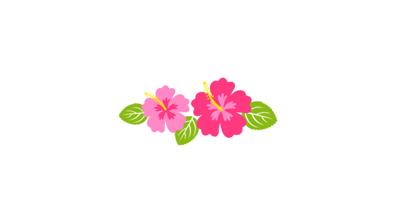 Two pink hibiscus flowers with green leaves on a white background.