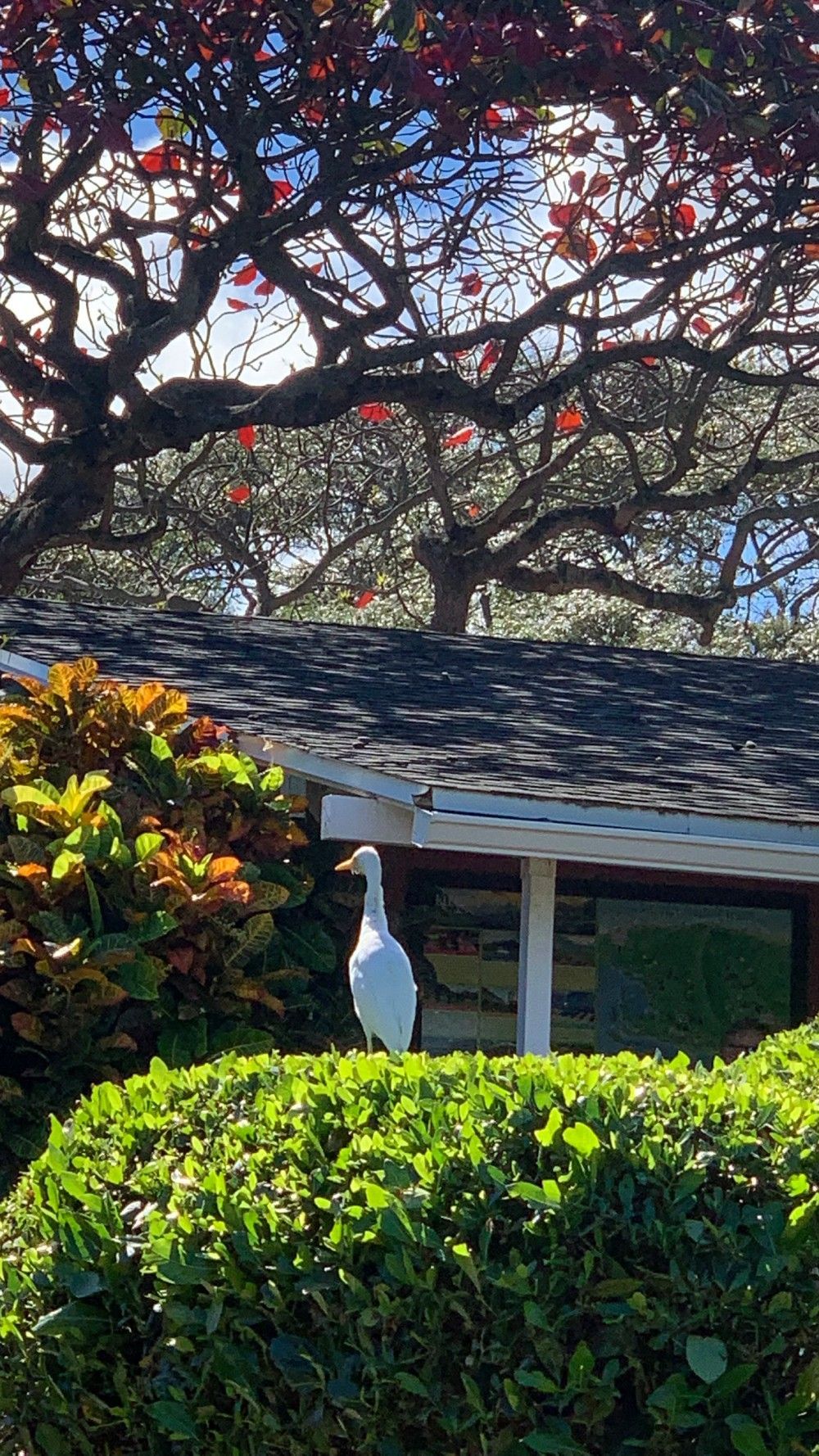A white bird is standing in front of a house with a tree