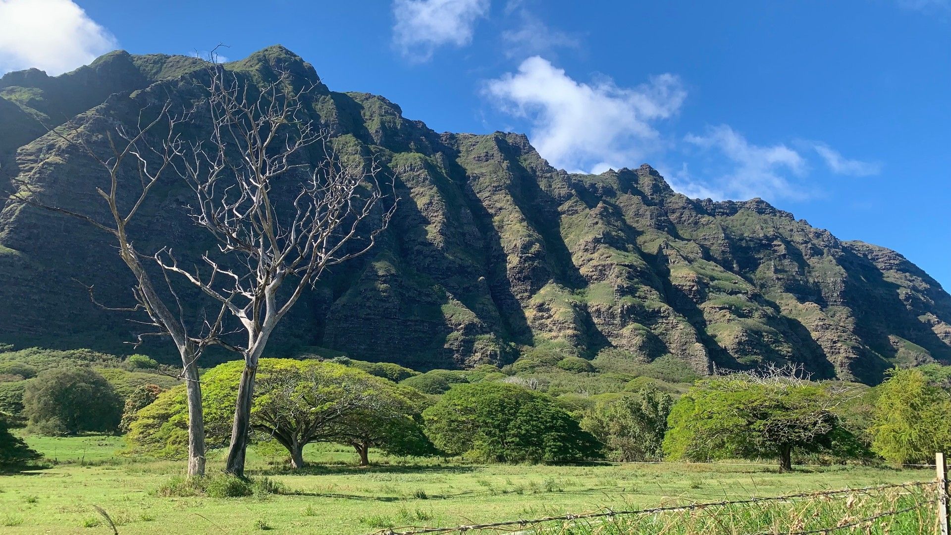 A mountain with trees