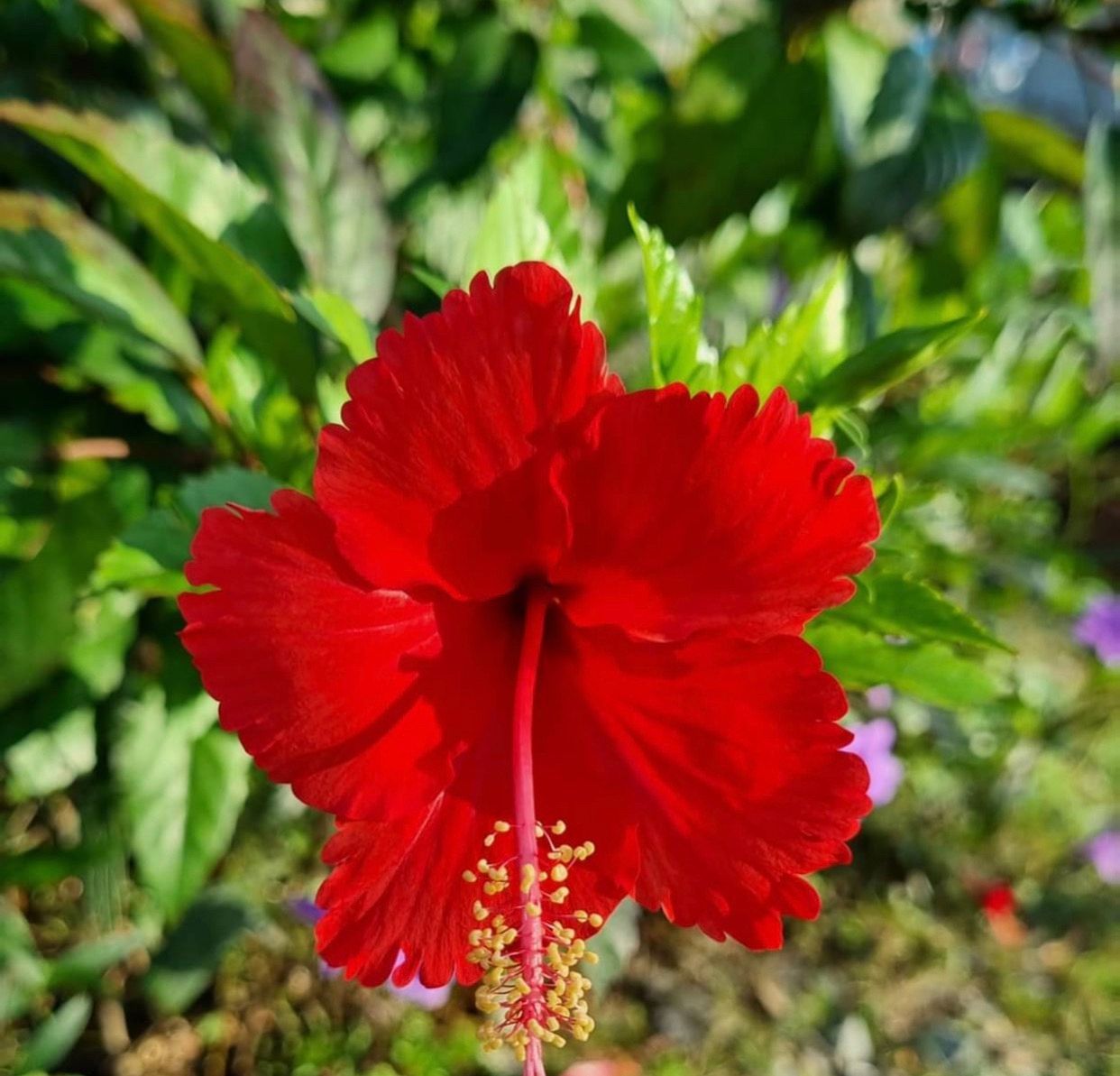 A close up of a red flower with green leaves
