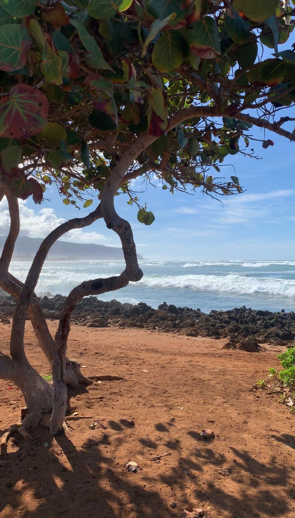 A tree on a beach with a view of the ocean