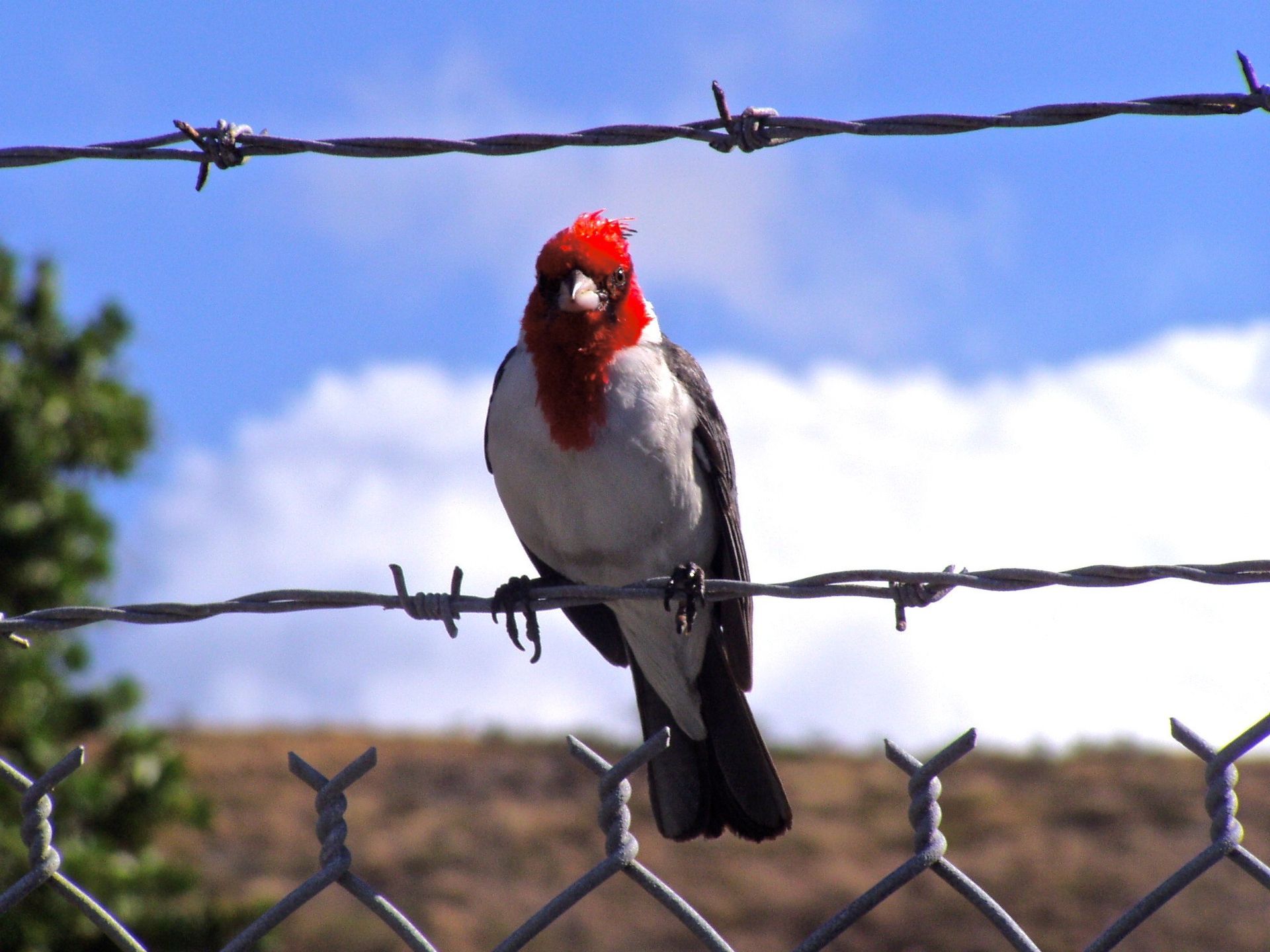 A bird is perched on a barbed wire fence
