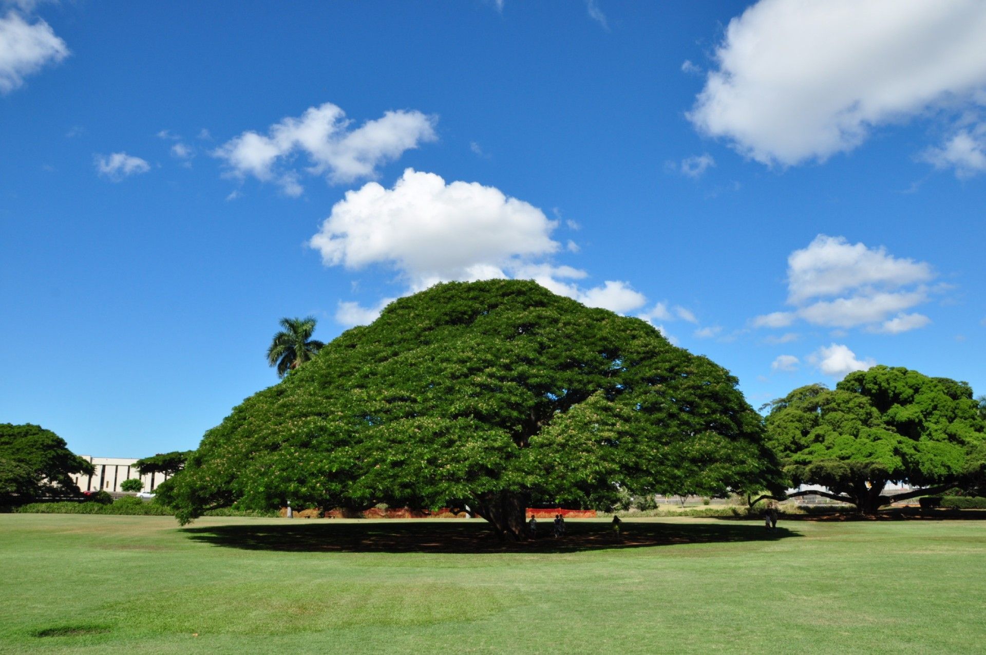 A large tree with lots of leaves is in the middle of a grassy field