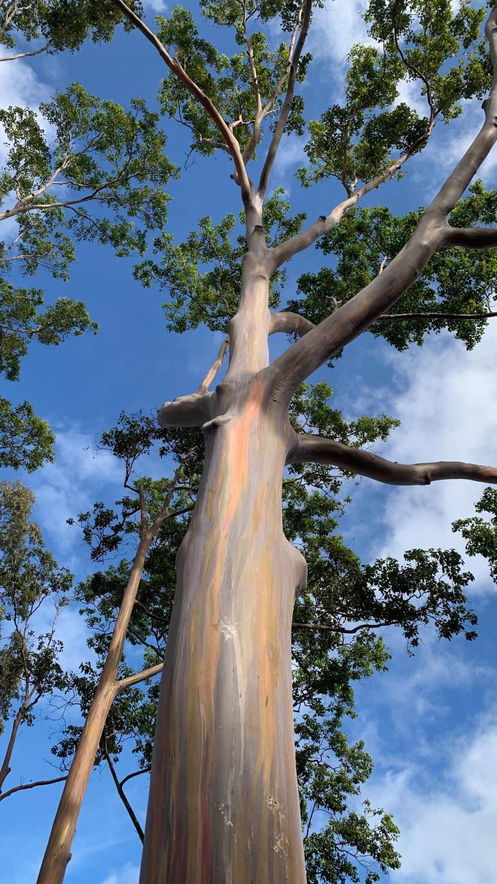 Looking up at a tree with a blue sky in the background