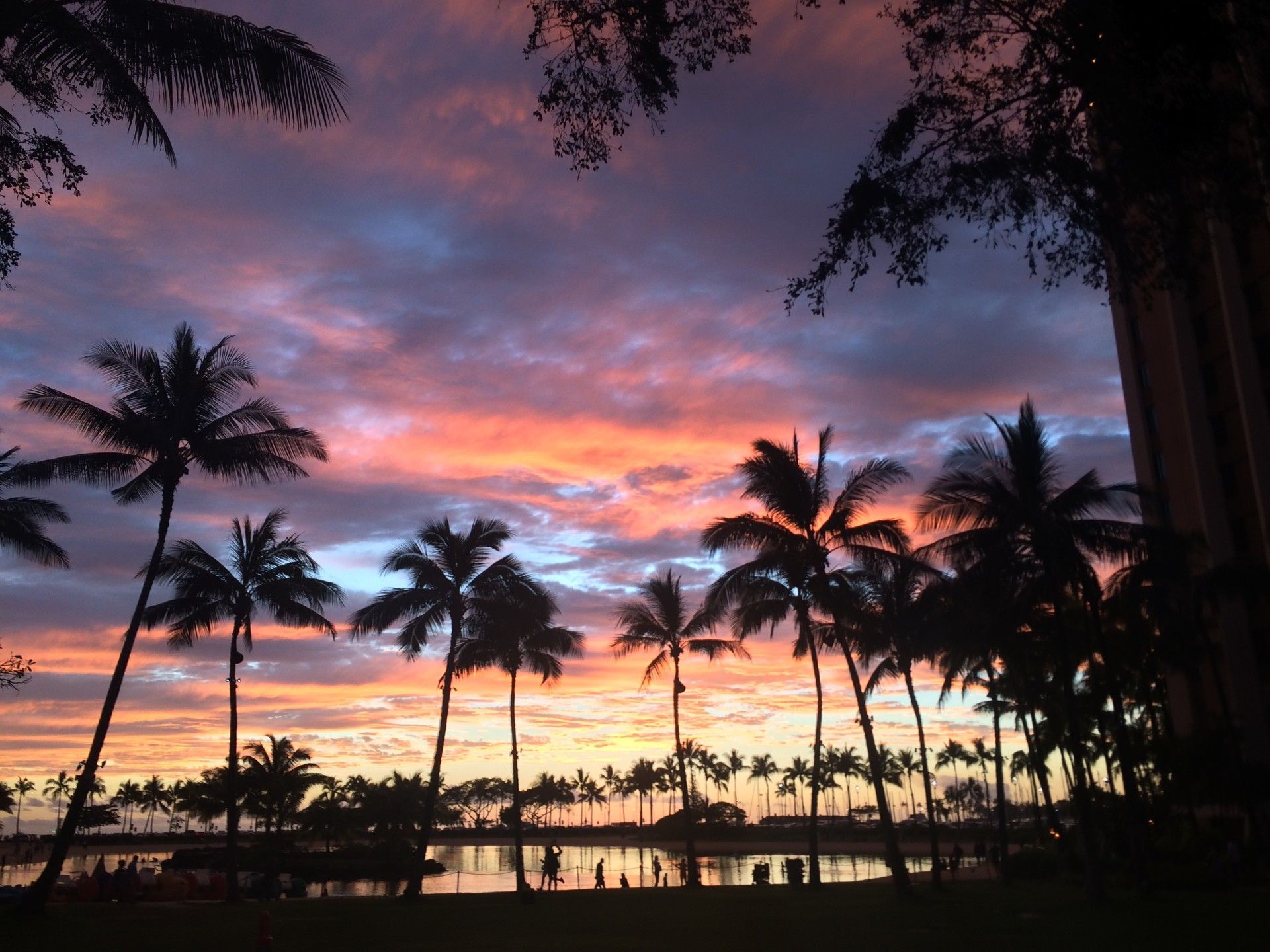 A sunset with palm trees in the foreground
