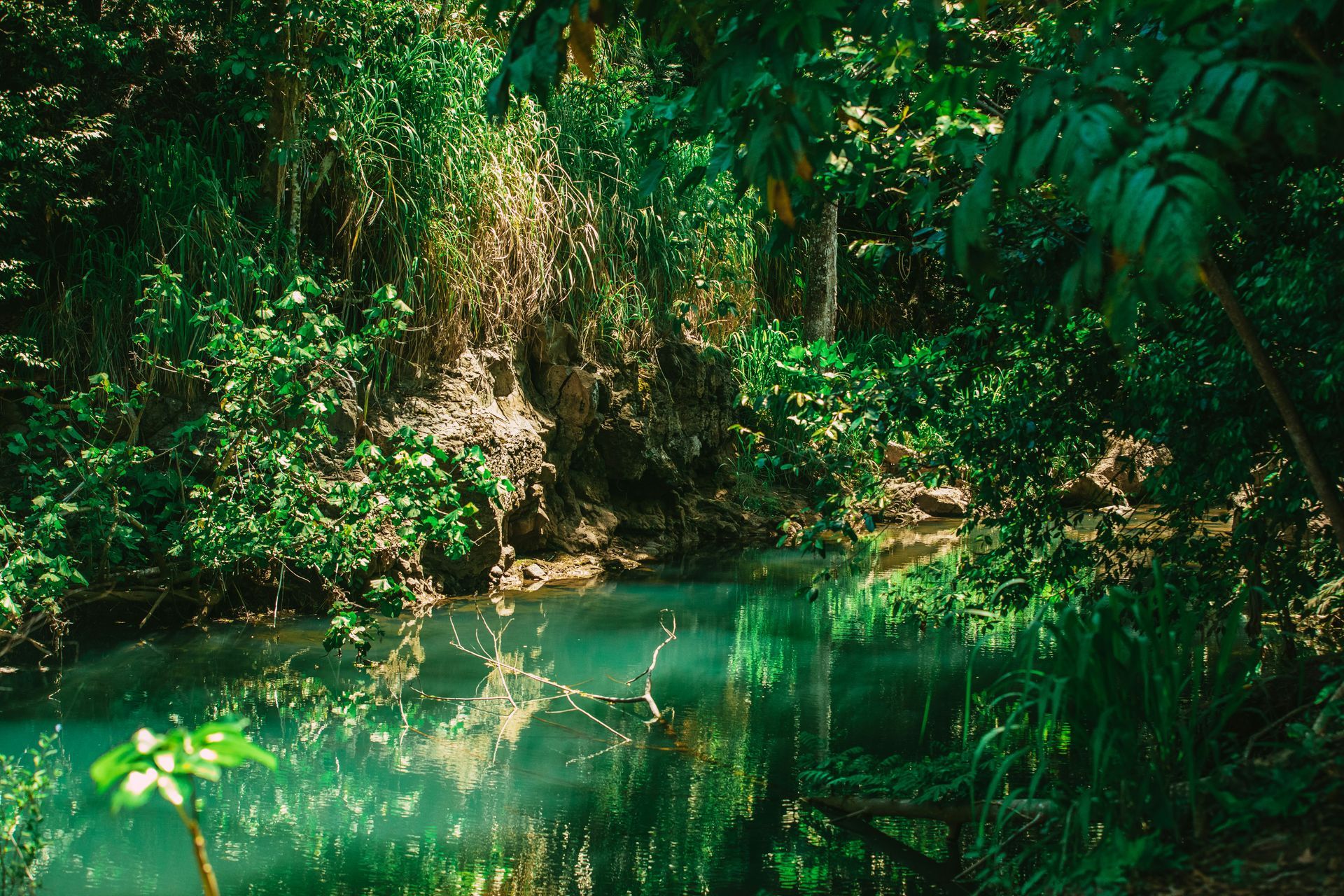 A river in the middle of a lush green forest surrounded by trees.