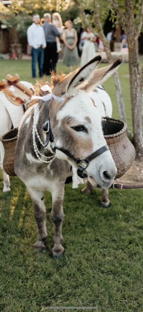 Brown and white Wedding donkey