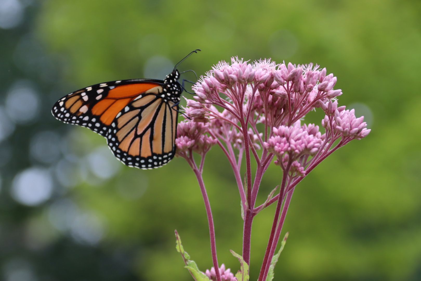 Monarch Butterfly