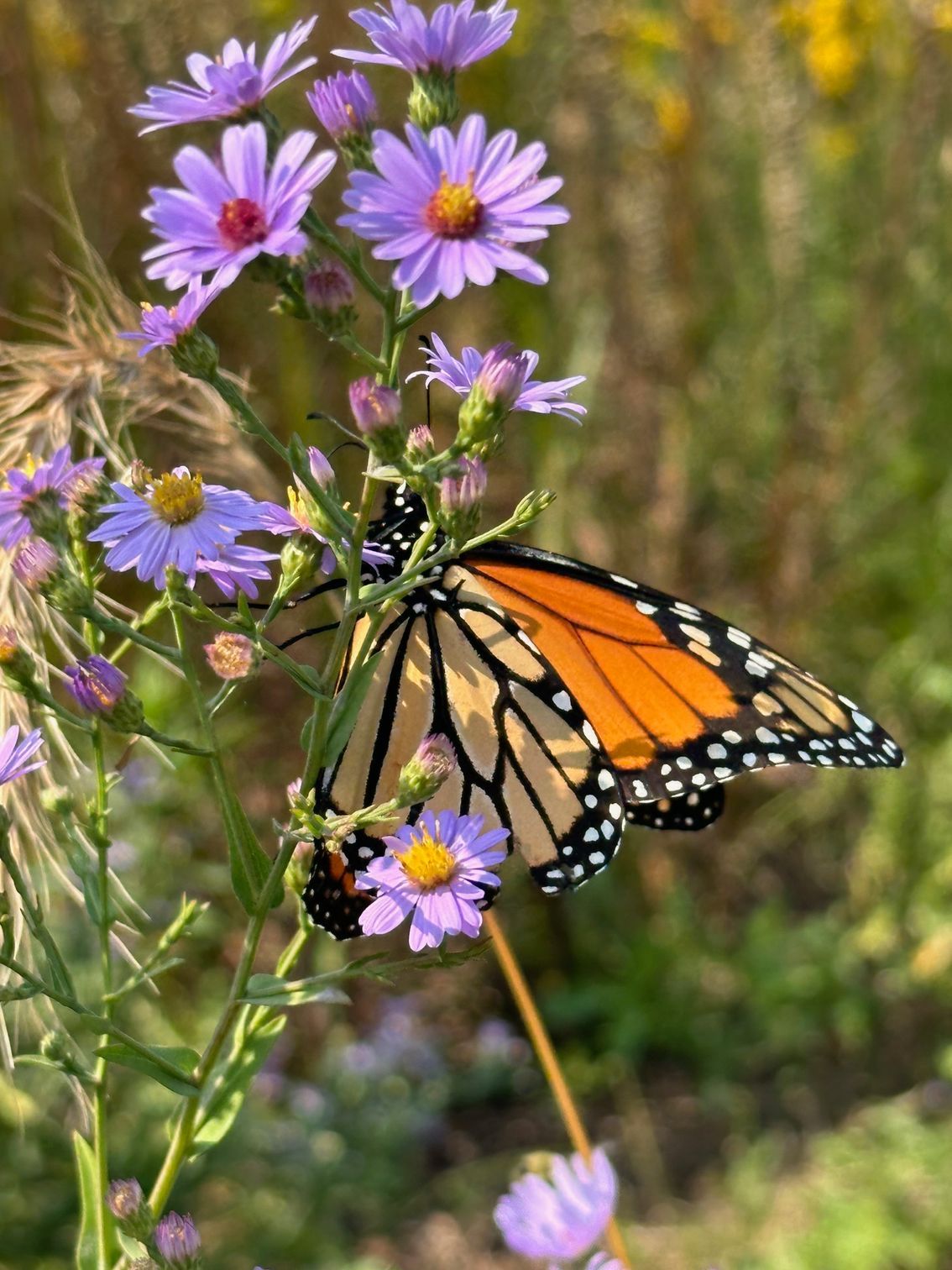 Bring Monarchs Back: Grades JK - 8