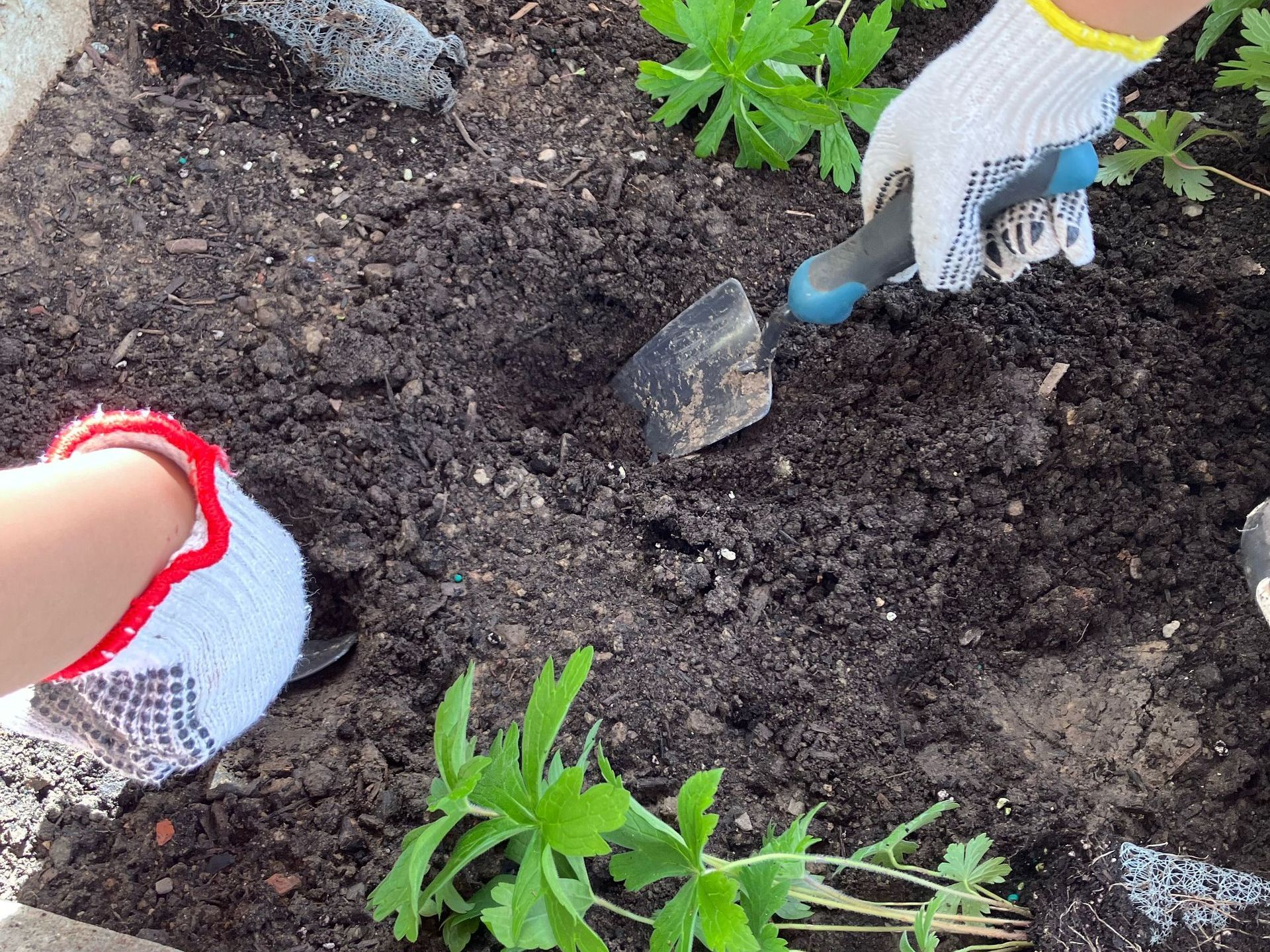 Kids getting involved by gardening at their school