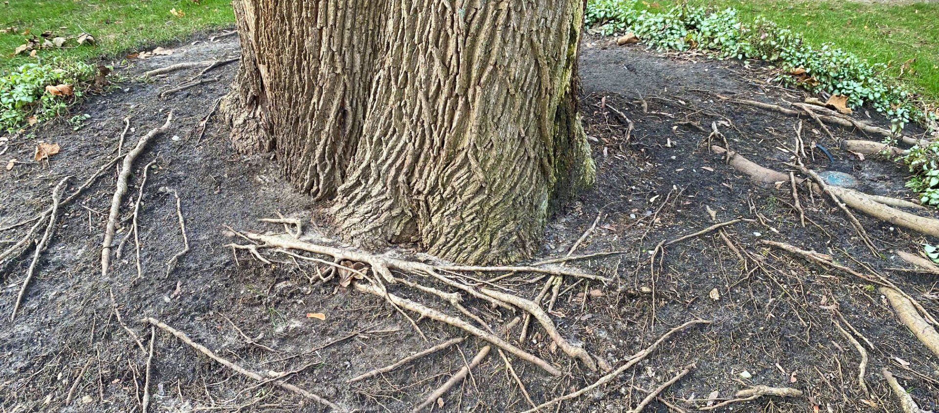 Tree - Exposed roots