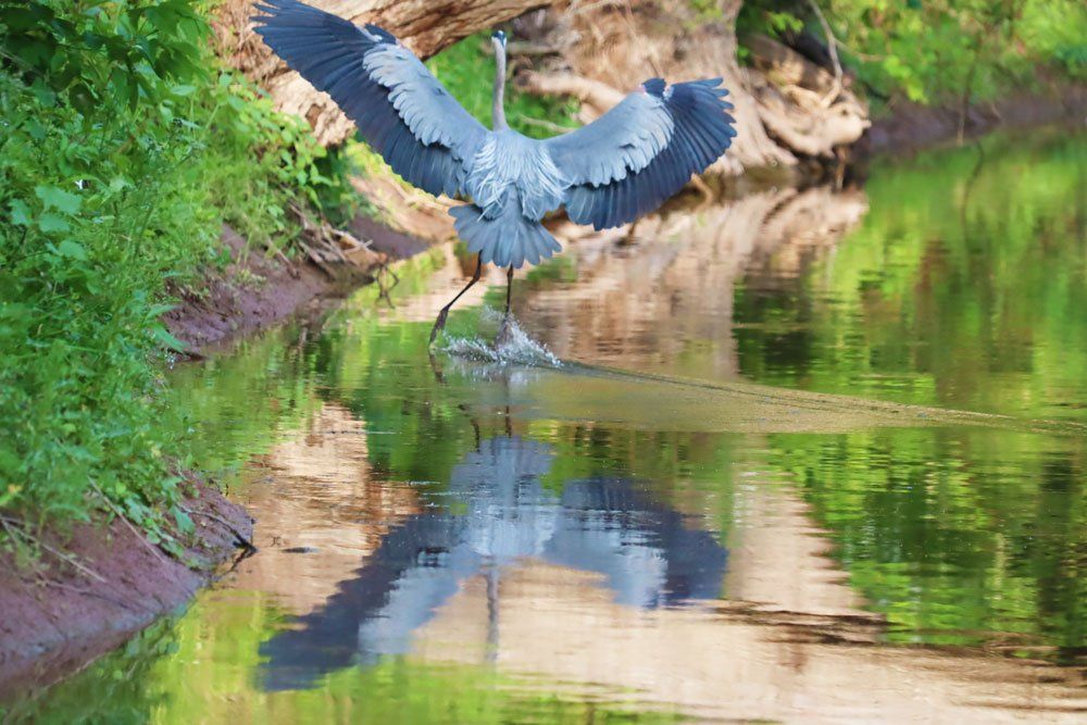 Inspired by Nature Lesson Plan Grades 6 - 8