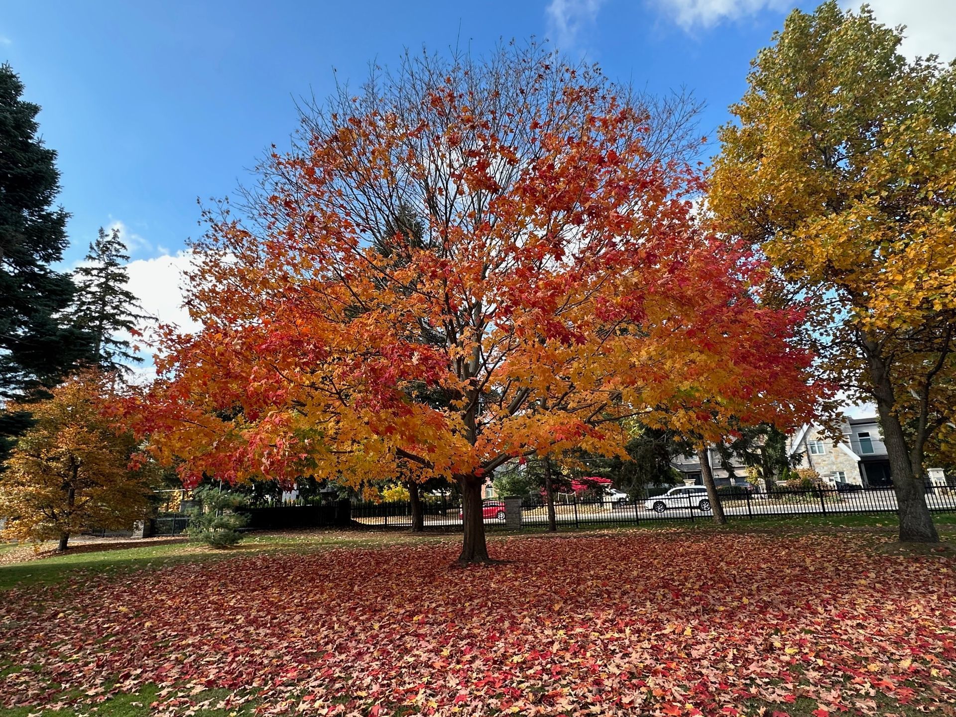 Schoolyard Tree Planting & Naturalization