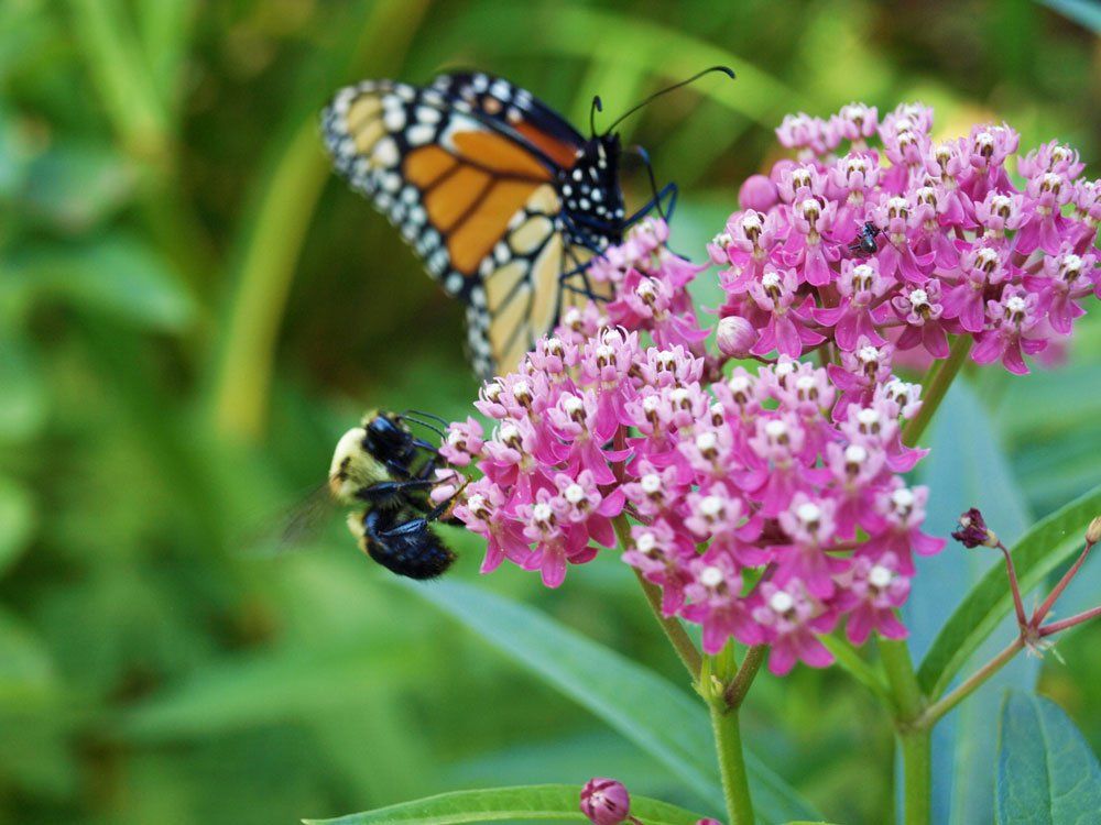 Nature Corridors Lesson Plan Grades 9 - 12