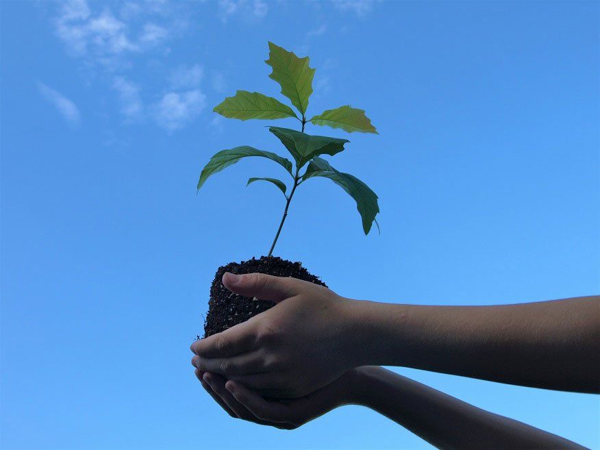 Be a Tree Hero Lesson Plan Grades K - 5