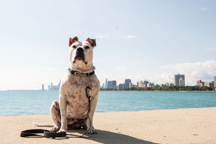 Dogs on the beach — Chicago, IL — LBI Law LLC
