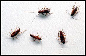 Pest control - Newcastle - House Pest Control - Cockroaches