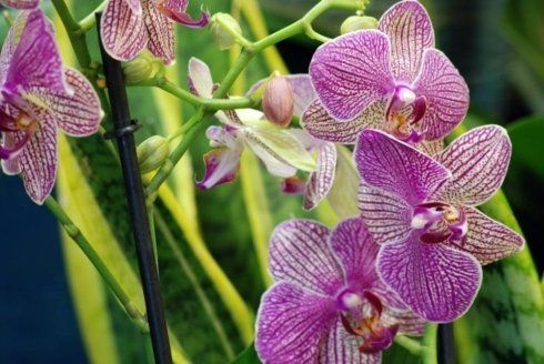 Orchidea 2