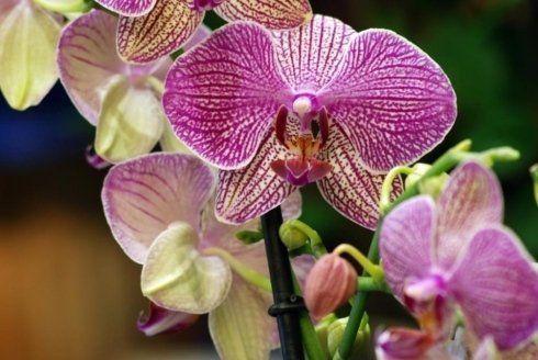 Orchidea 3
