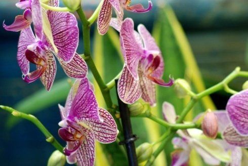 Orchidea