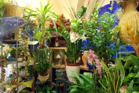 Piante in negozio