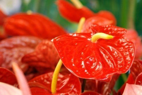 Anthurium