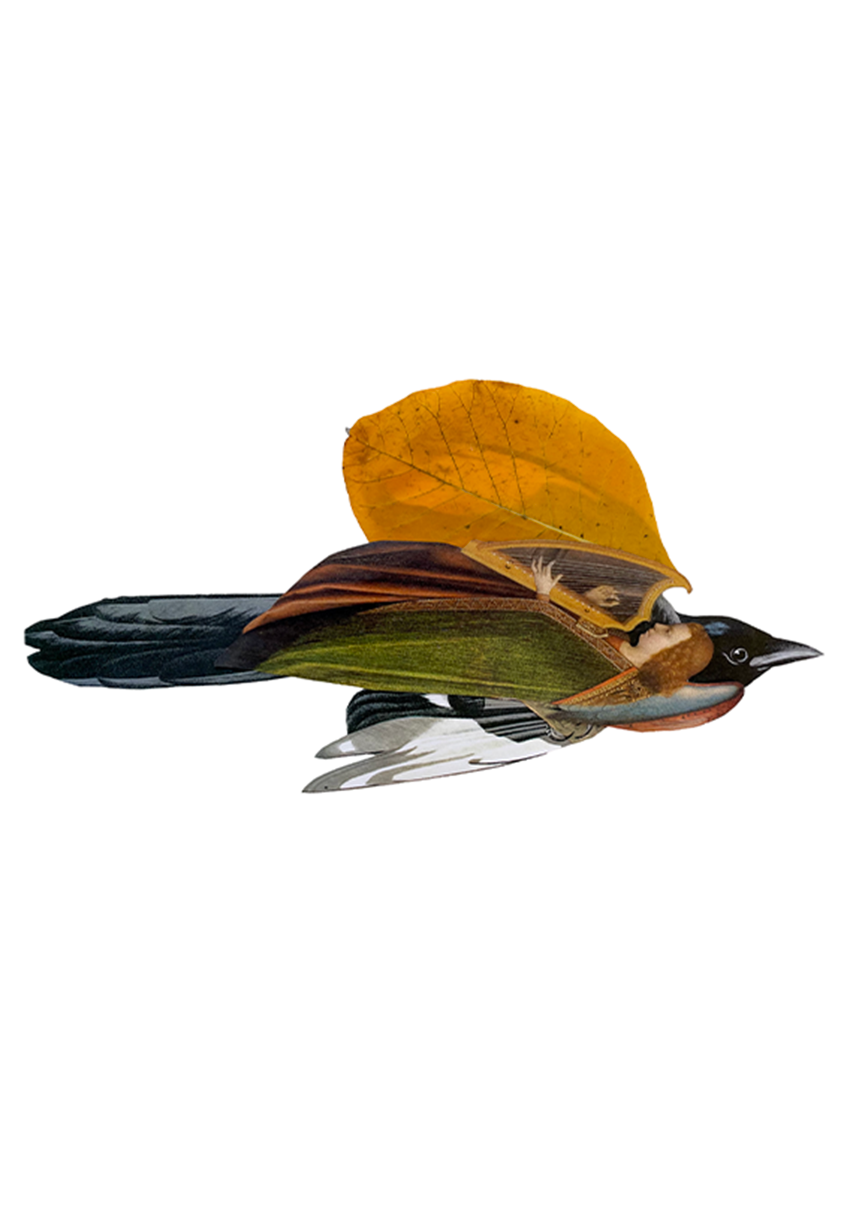 Small bird with dark body and bright orange wing in side profile on a white background