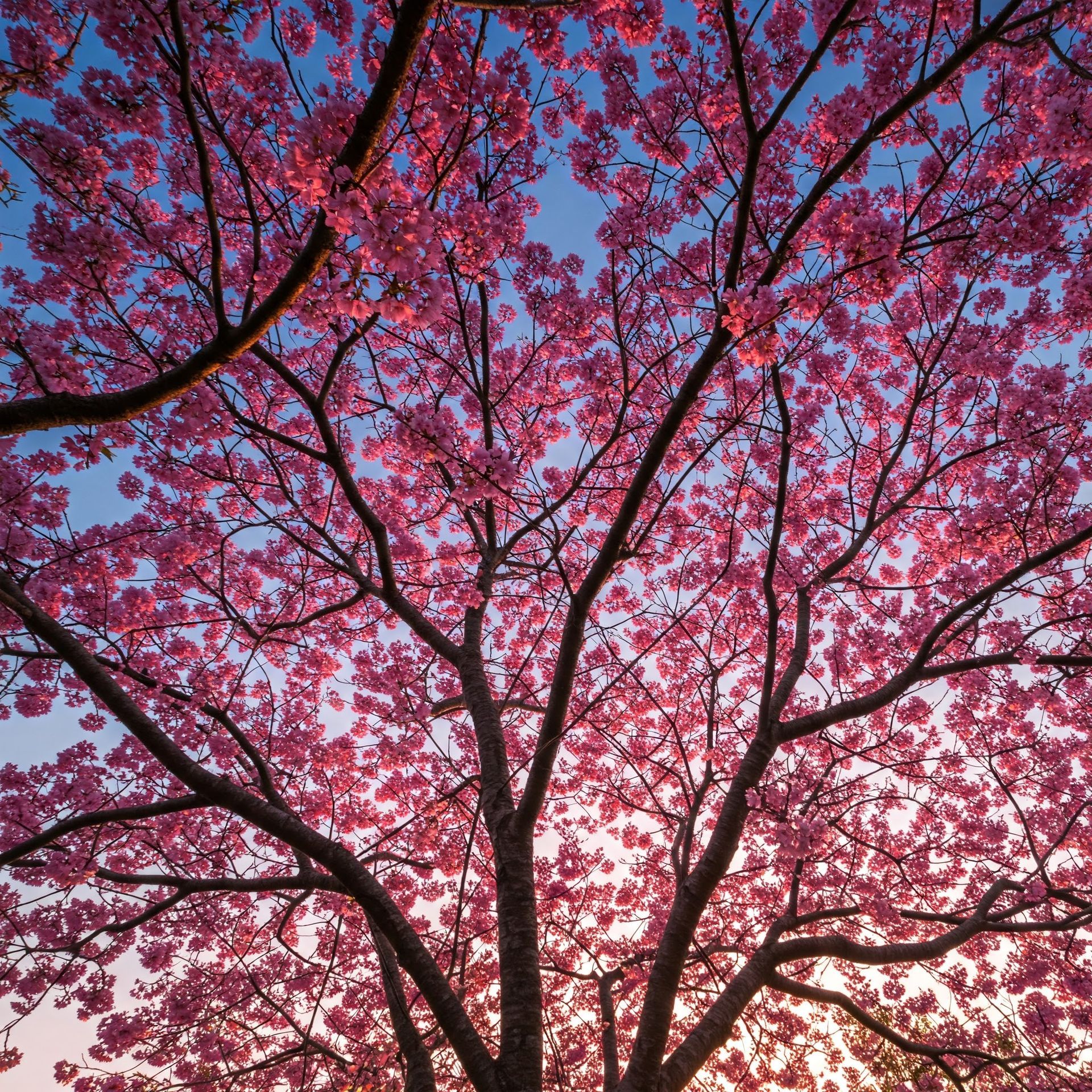 Palawan Cherry Tree for your vacation