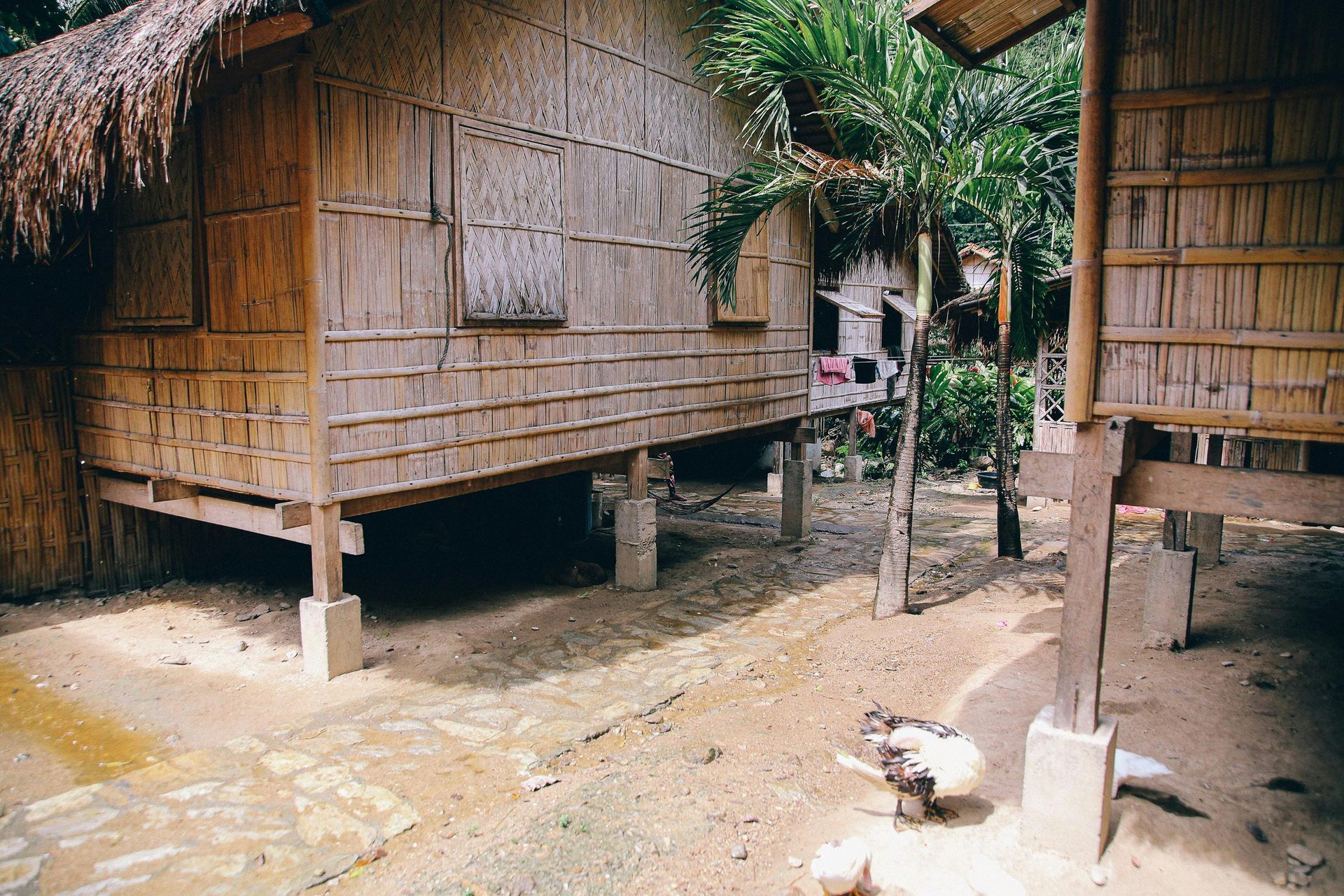 Two bamboo stilt houses with thatched roofs, a dirt path, and a few chickens outside.