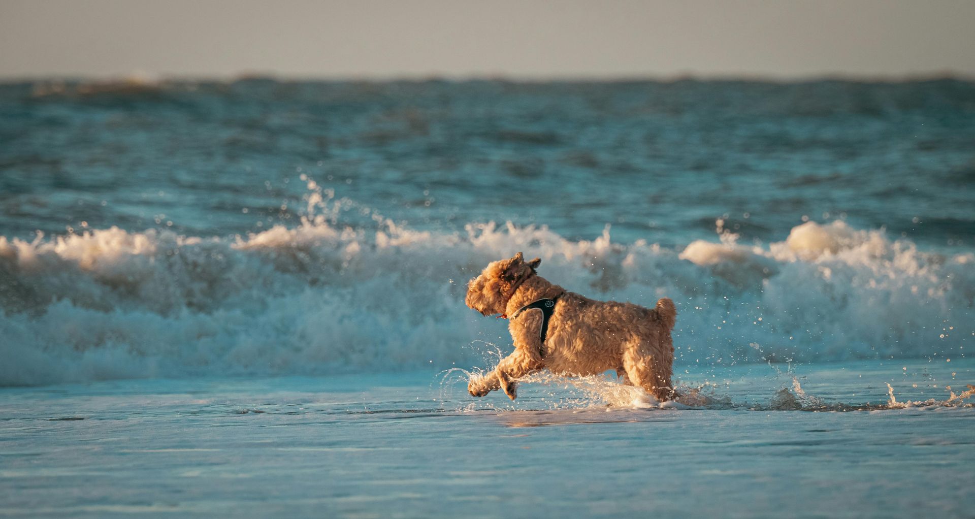 A dog is running through the waves on the beach