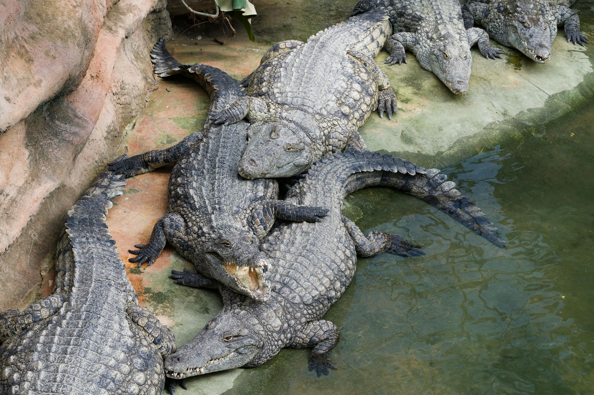 Crocodiles piled together, some overlapping, near water's edge. Gray scales, open jaws, brown and green surroundings.