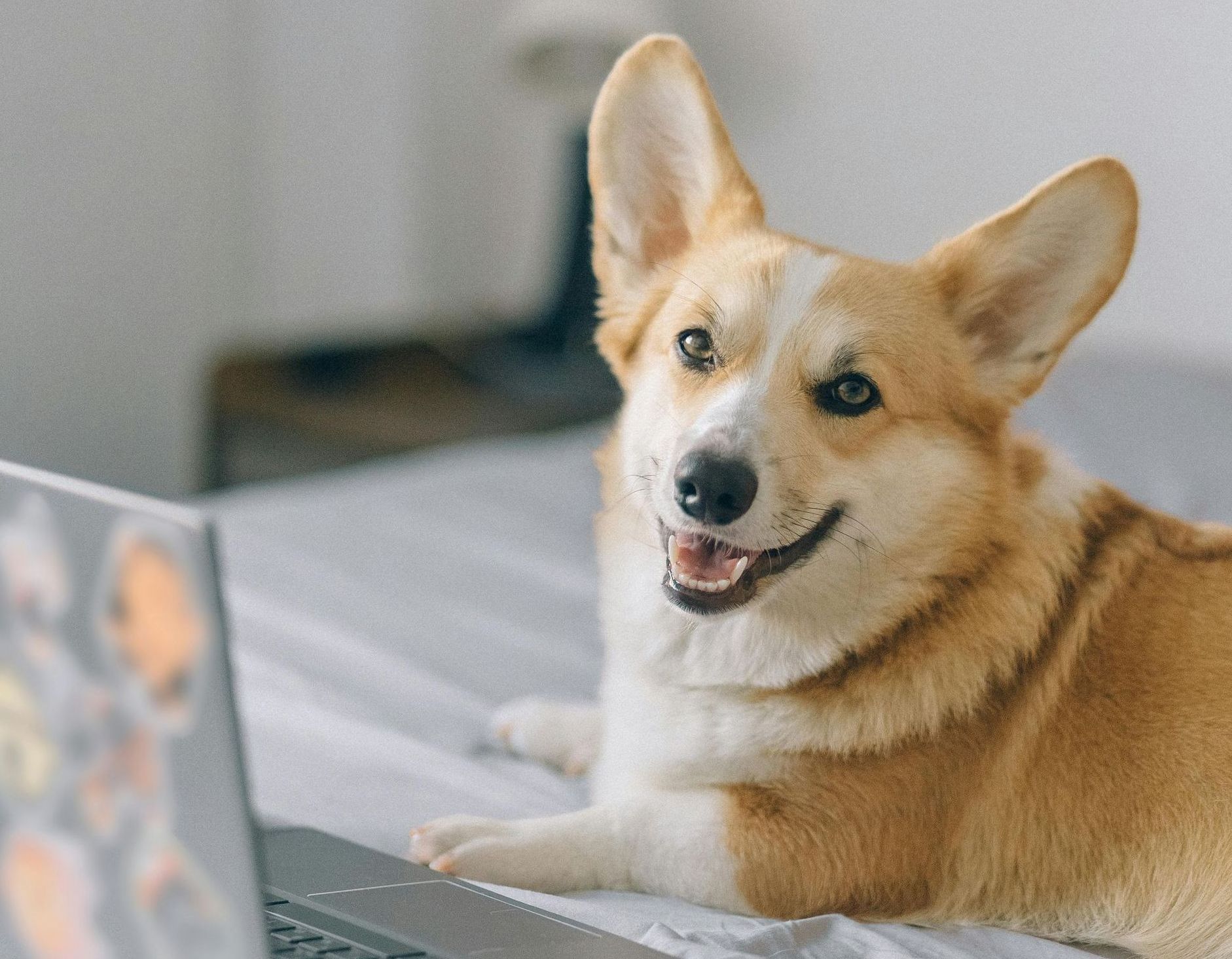 Smiling corgi dog looking at camera