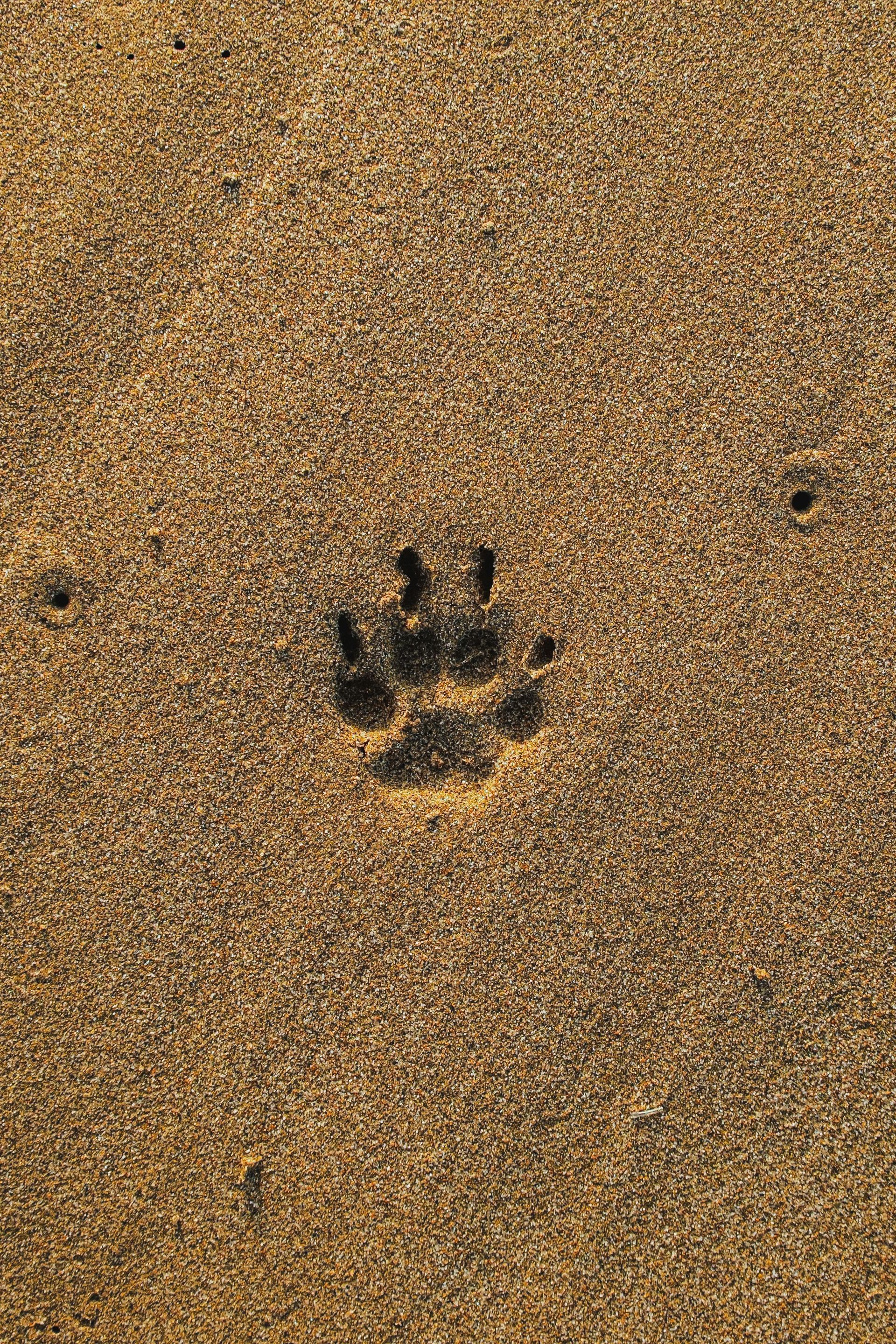 A close up of a paw print in the sand