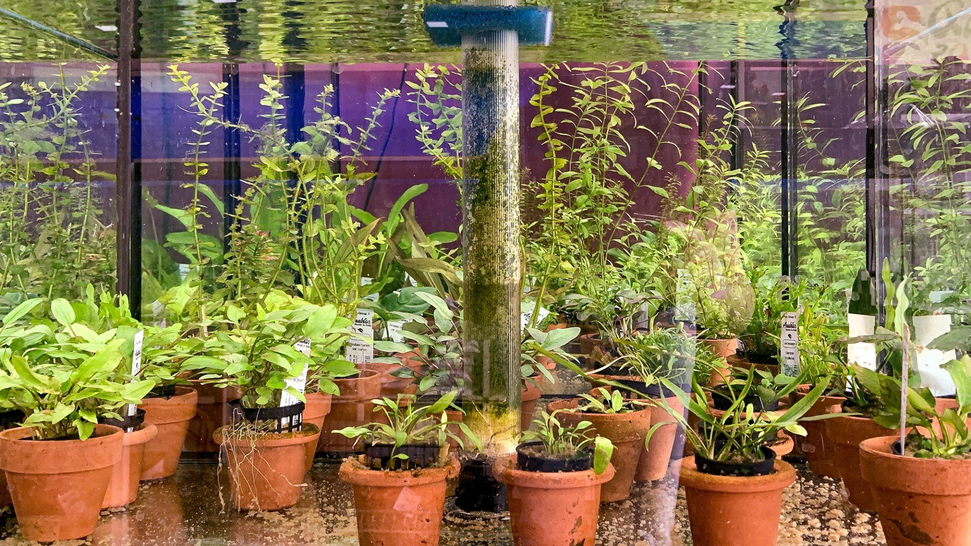 acquari con pesci in esposizione