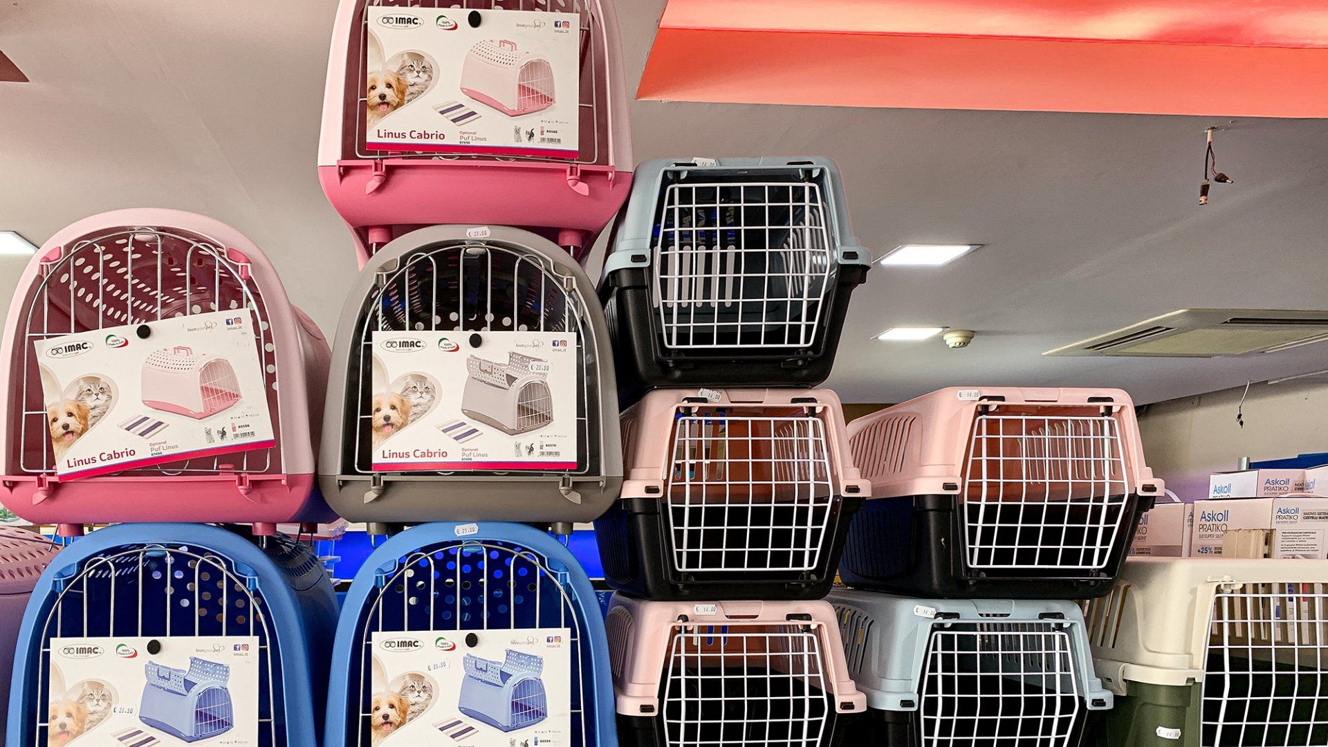 cibo umido per cani in offerta