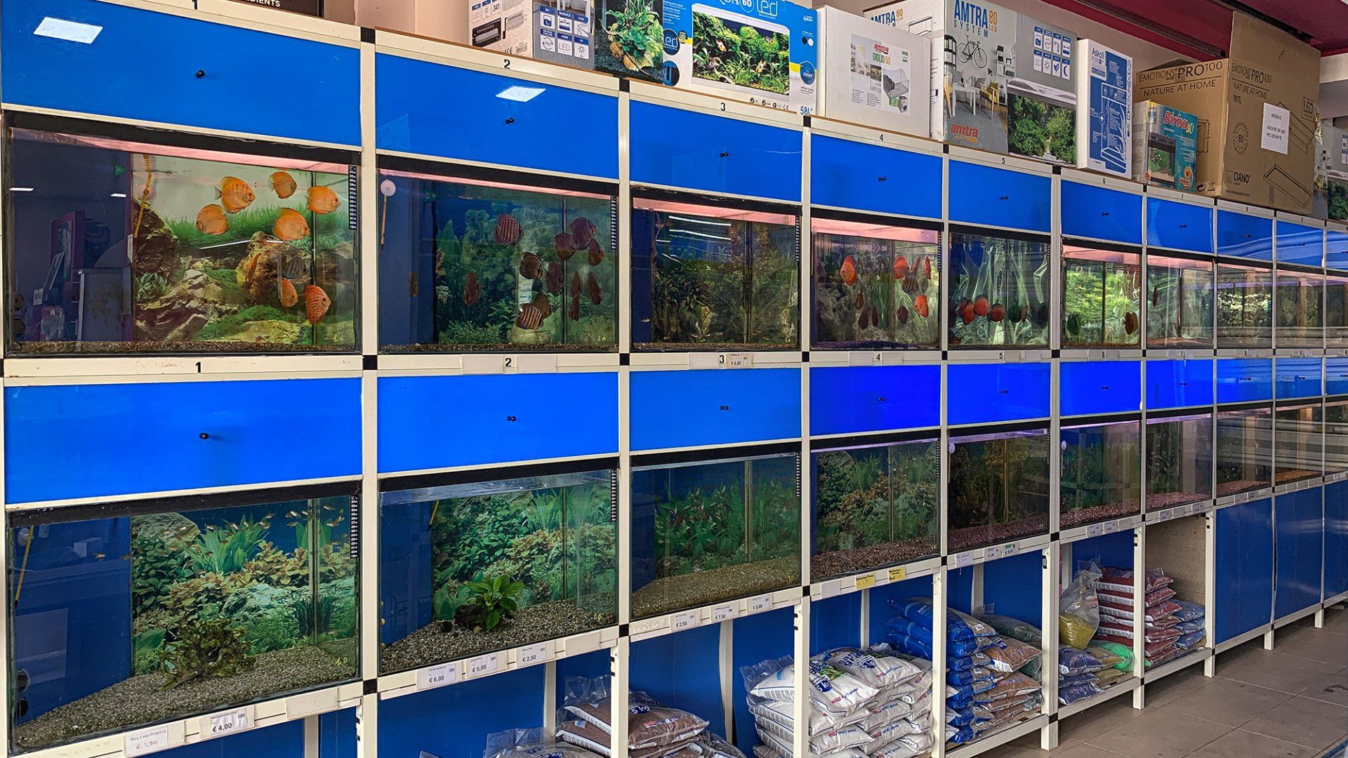 piccoli acquari in esposizione