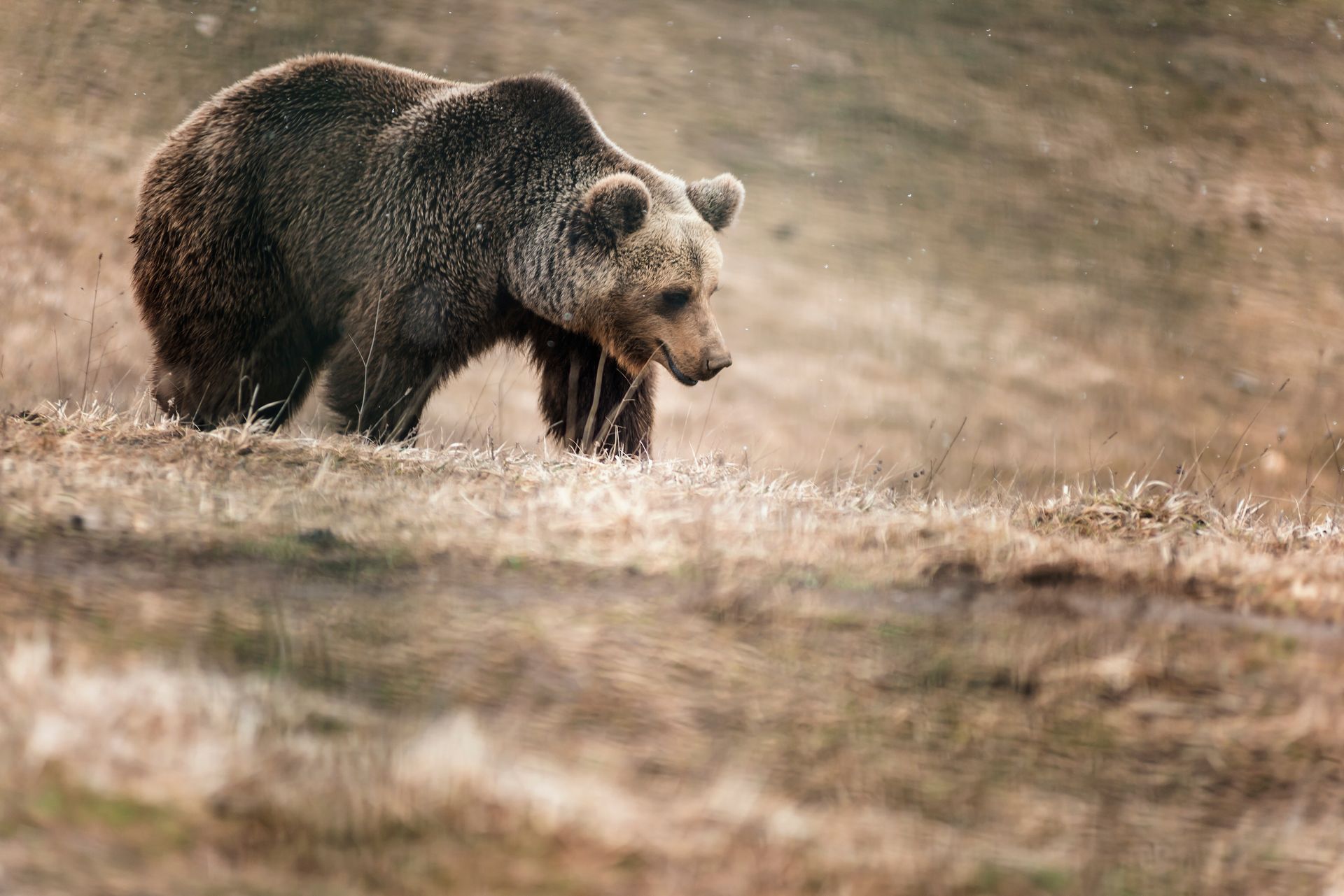 Grizzly-bear-walking