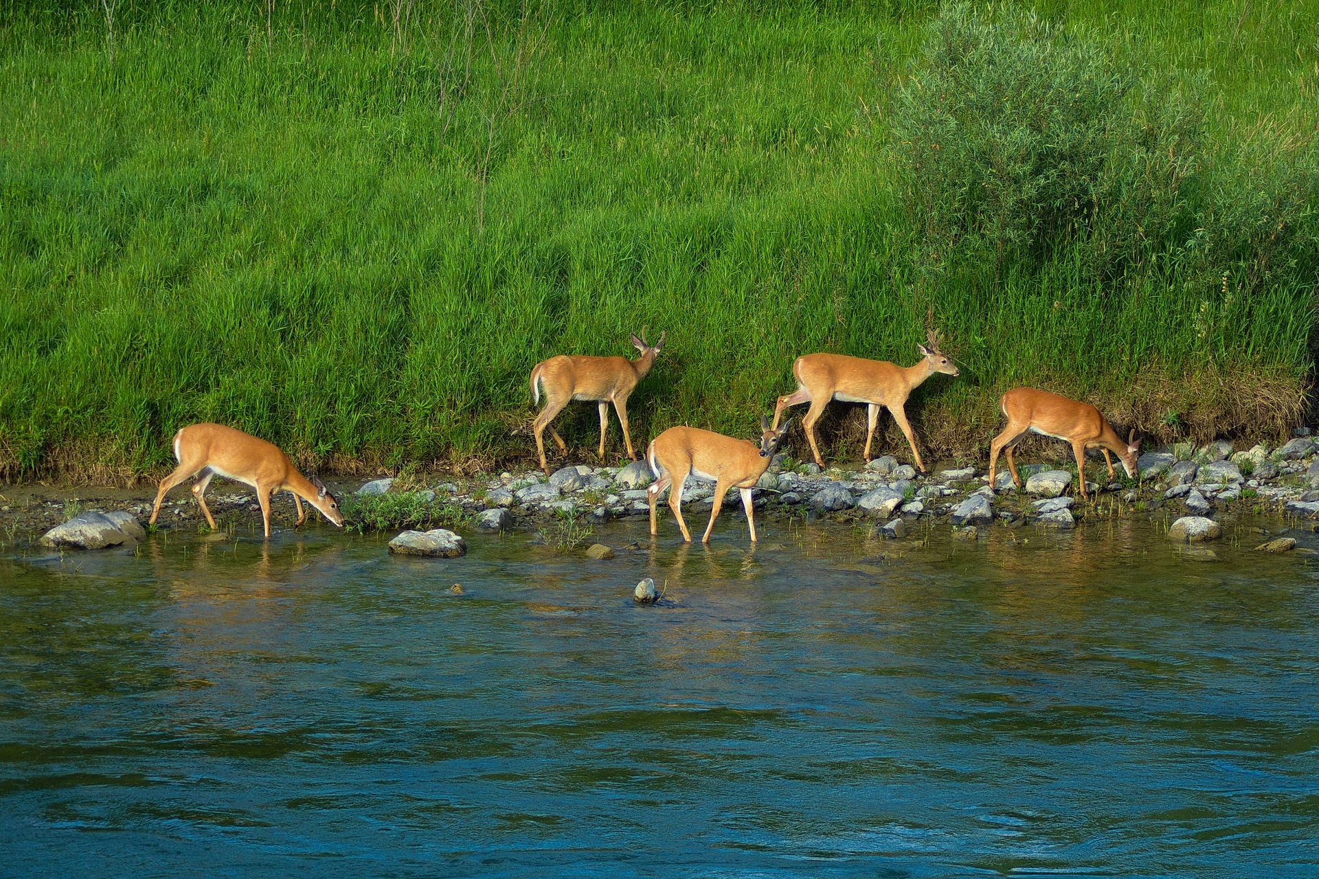 deer-alongside-the-river