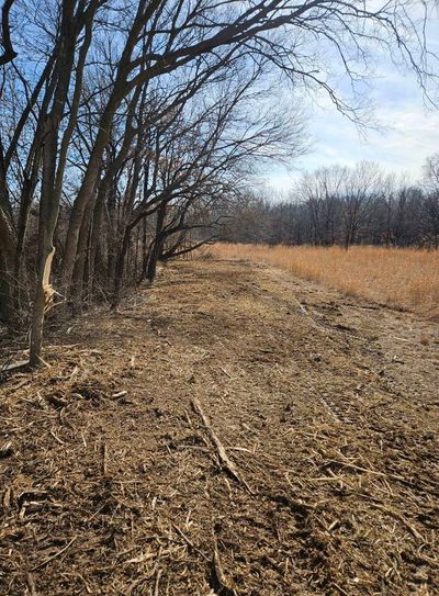 A clearing with bare dirt lies between a line of leafless trees and a field of tall, dry, brown grass under a blue sky.