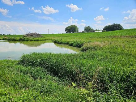 A grassy pond edge leads to a vibrant green cornfield under a bright blue sky with scattered clouds.