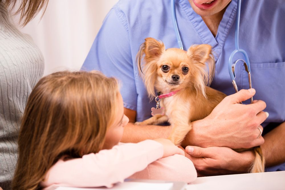Pet Care Service — Currumbin, QLD — Currumbin Vet Surgery
