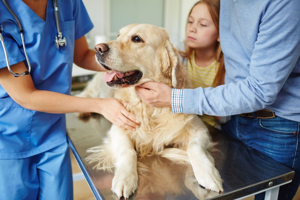 Dog at Veterinary Clinic — Currumbin, QLD — Currumbin Vet Surgery
