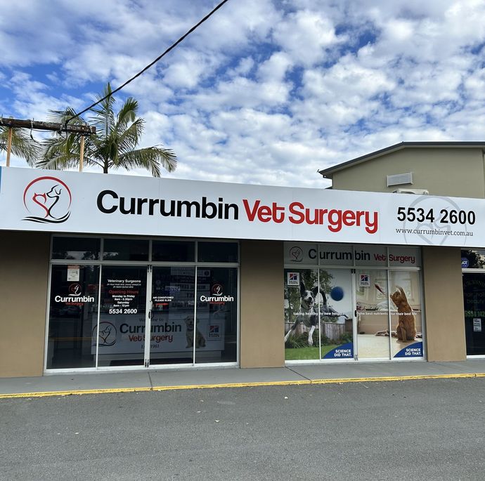 Currumbin Vet Surgery Store Front — Currumbin, QLD — Currumbin Vet Surgery Currumbin Vet Surgery Store Front — Currumbin, QLD — Currumbin Vet Surgery