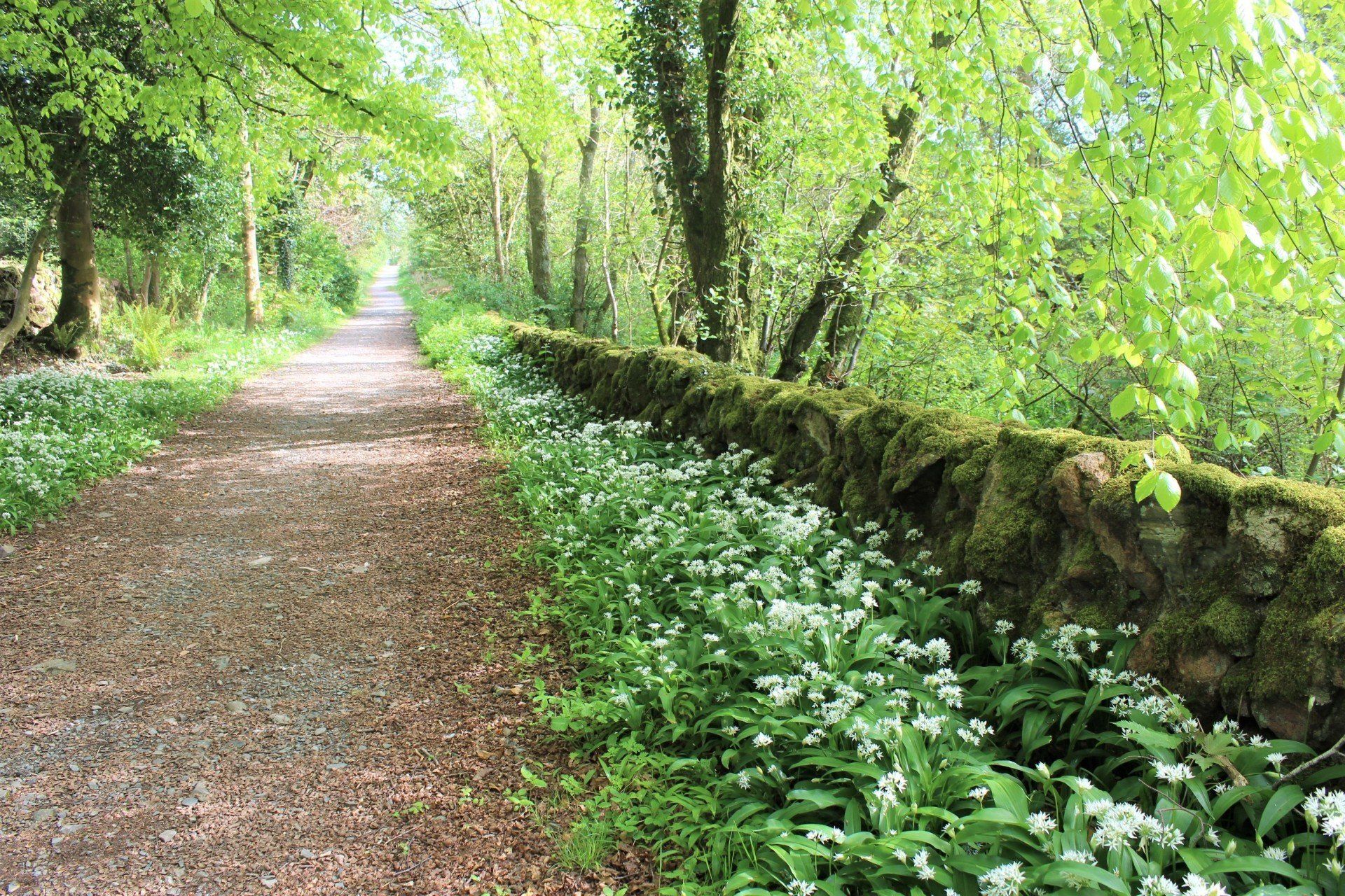 Forest path Kippford to Rockcliffe - wild garlic