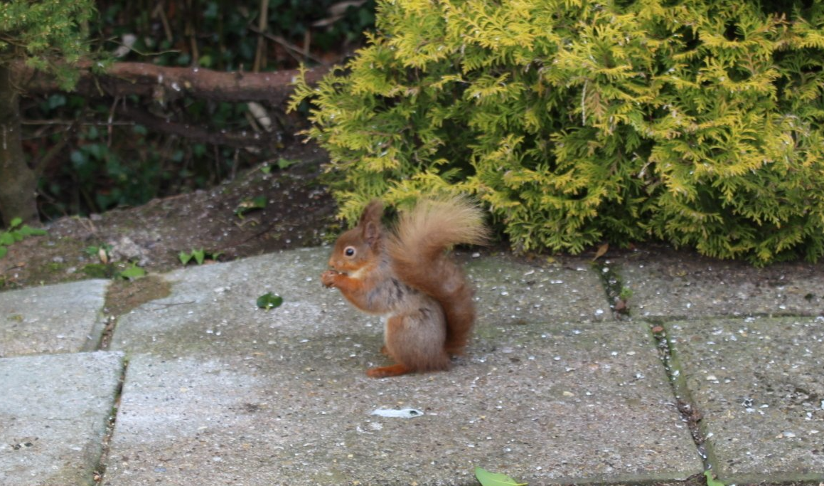 Red squirrels at Kippford Lodges