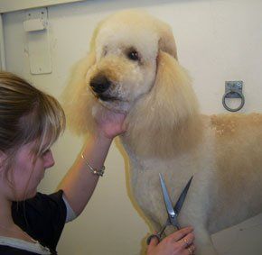 for-dog-grooming-in-paignton-devon-call-kistor-canine-beauticians