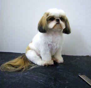 Grooming services - Paignton, Devon - Kistor Canine Beauticians - Shih Tzu