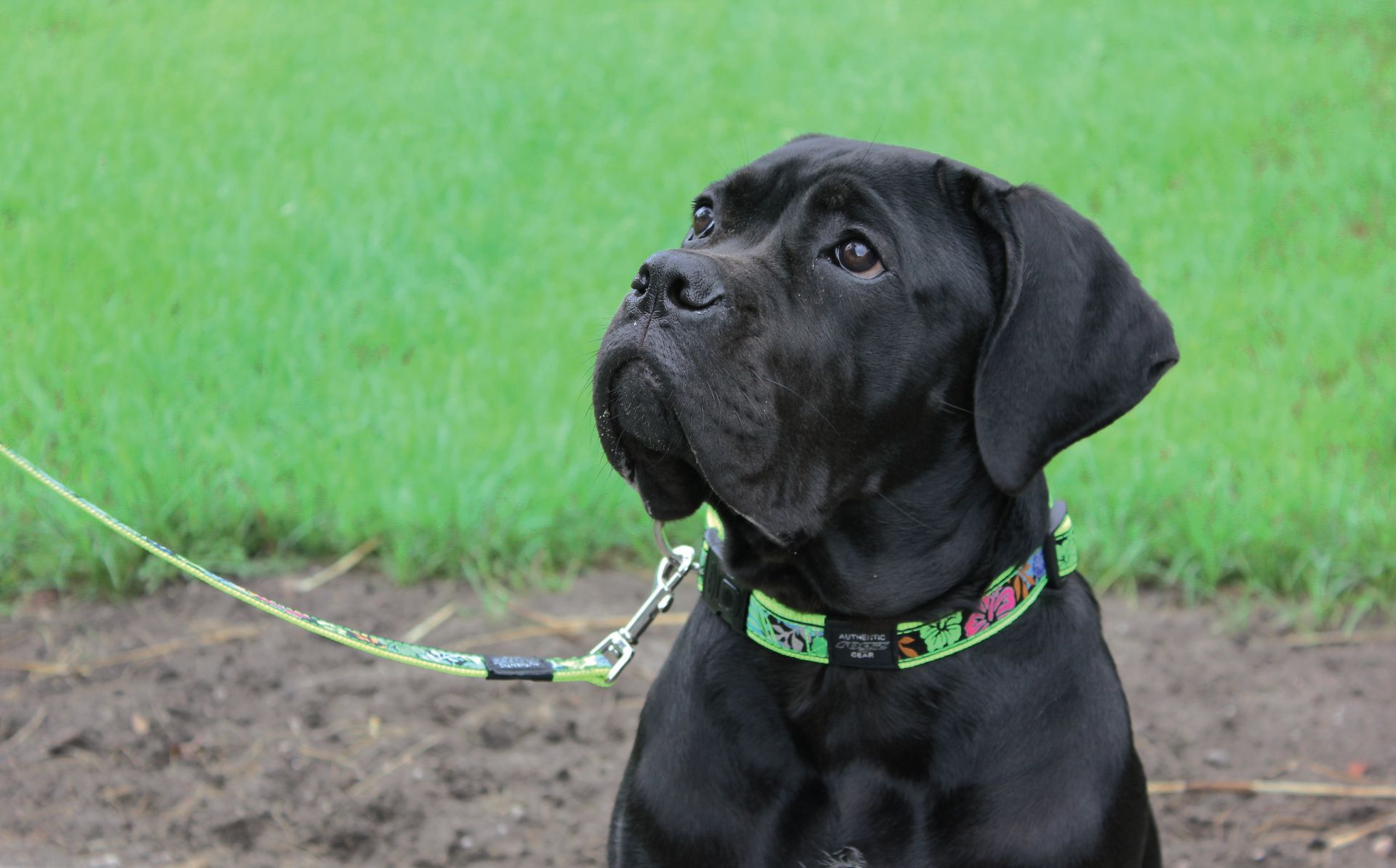 Zwarte Cane Corso-puppy met een halsband, die met een neutrale uitdrukking omhoog kijkt, aan de lijn voor een grasveld.