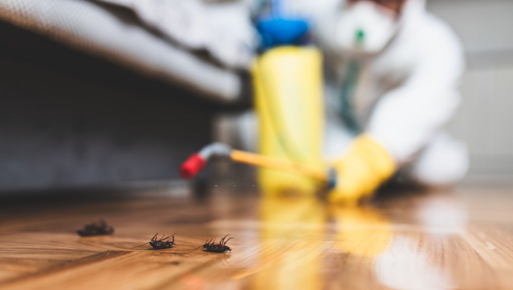 Pest Control Service Winston Salem, Kernersville, Clemmons, NC